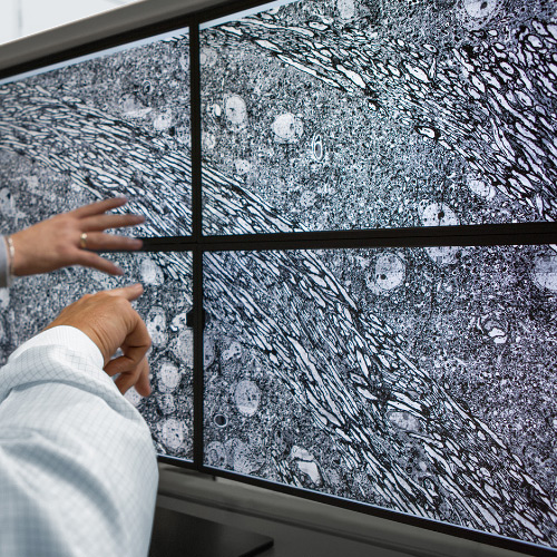 Et bilde av fire skjermer som viser bilder tatt med ZEISS MultiSEM-mikroskop. 