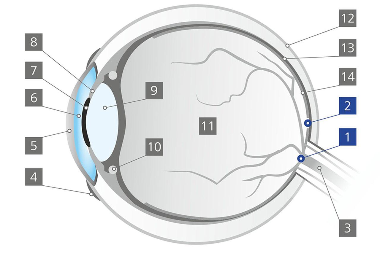 Den blinde flekk (Fovea centralis)