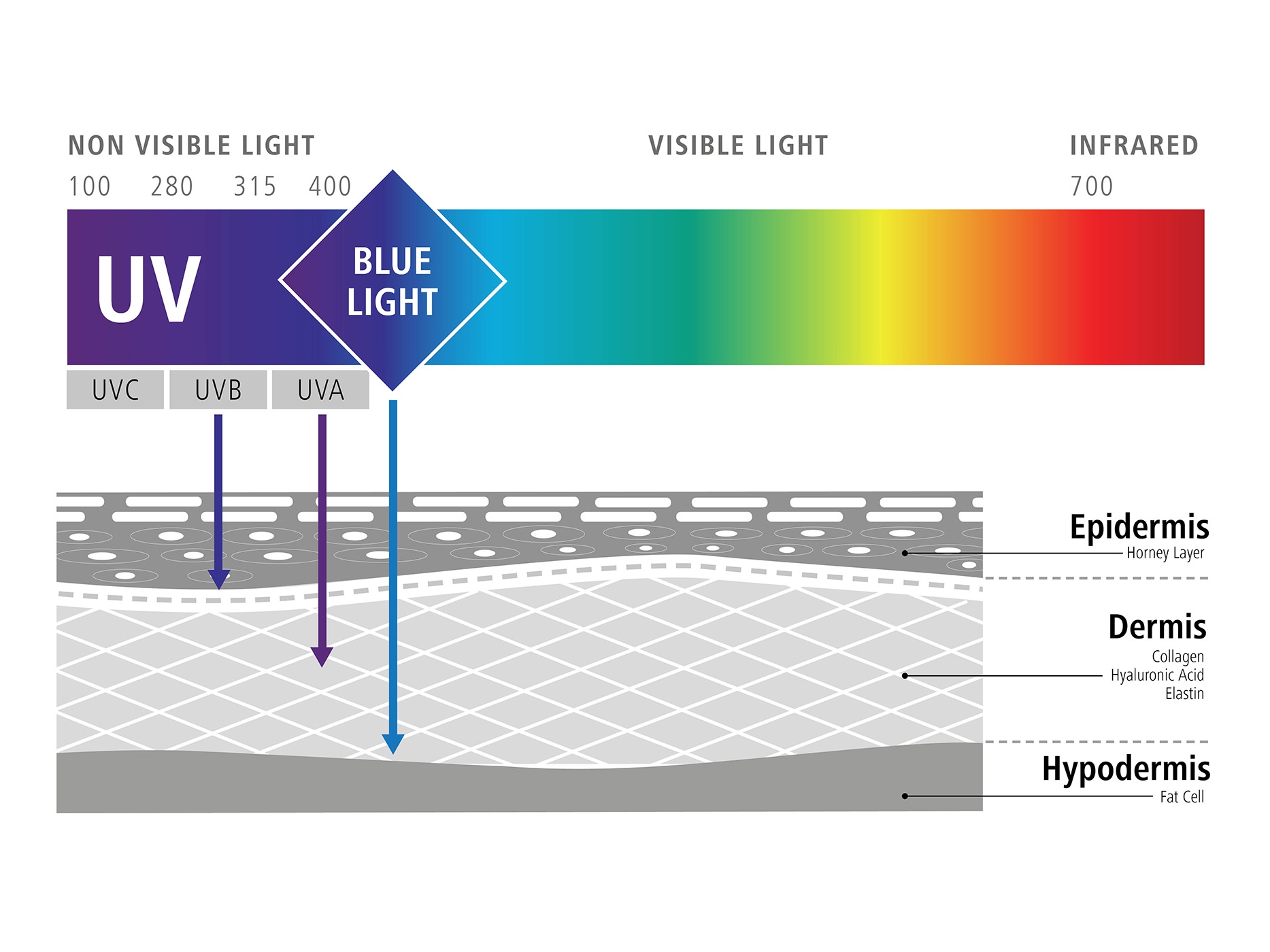 Grafikk som illustrerer påvirkningen av blått lys på cellene våre (negative effekter av blått lys) 